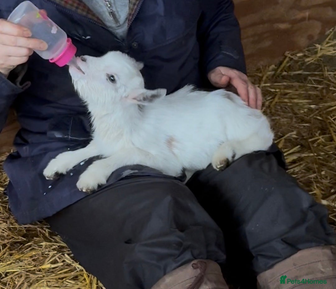 Goats livestock for sale: BOTTLE FED BABY BOY , READY NOW . ALSO BABY GIRL  - Advert 1