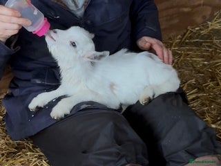Goats livestock BOTTLE FED BABY BOY , READY NOW . ALSO BABY GIRL - Advert 6