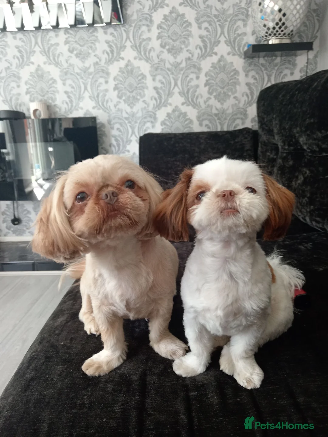 Shih Tzu dogs for sale: Mabel - Advert 2