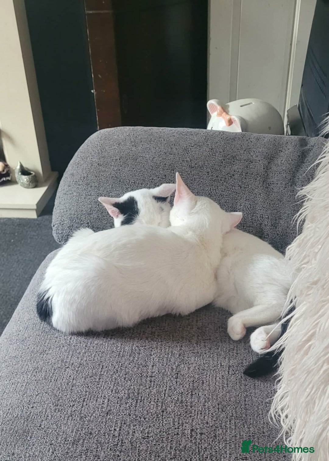 Mixed Breed cats for sale: 2 beautiful sisters - Advert 4