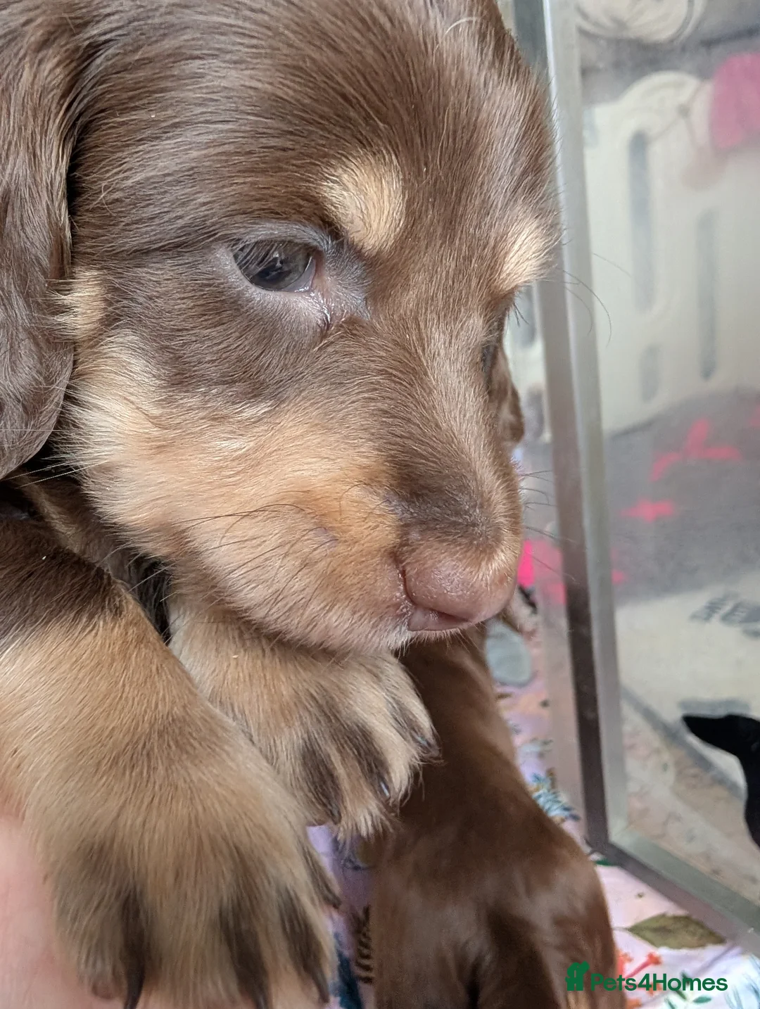 Miniature Dachshund dogs for sale: KC LH stunning boy  - Advert 2