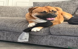 Mixed Breed dogs for sale: Shadow and Scrappy - Image 1