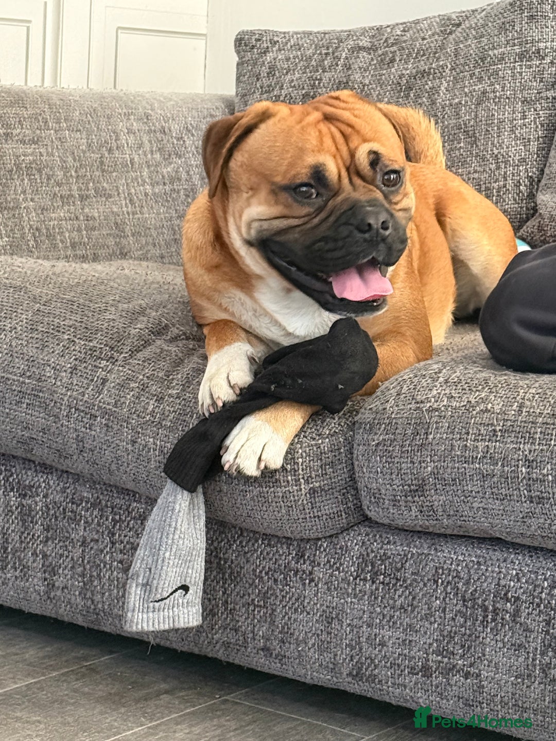 Mixed Breed dogs for sale: Shadow and Scrappy - Image 1