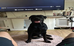 Mixed Breed dogs for sale: Rocco  - Advert 2