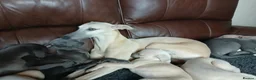 Whippet dogs for sale: High Quality Whippet pups Crufts - Advert 10