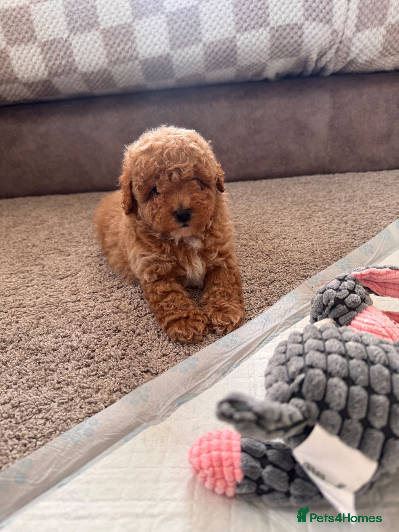 Toy Poodle dogs Beautiful red toy poodles  - Advert 1