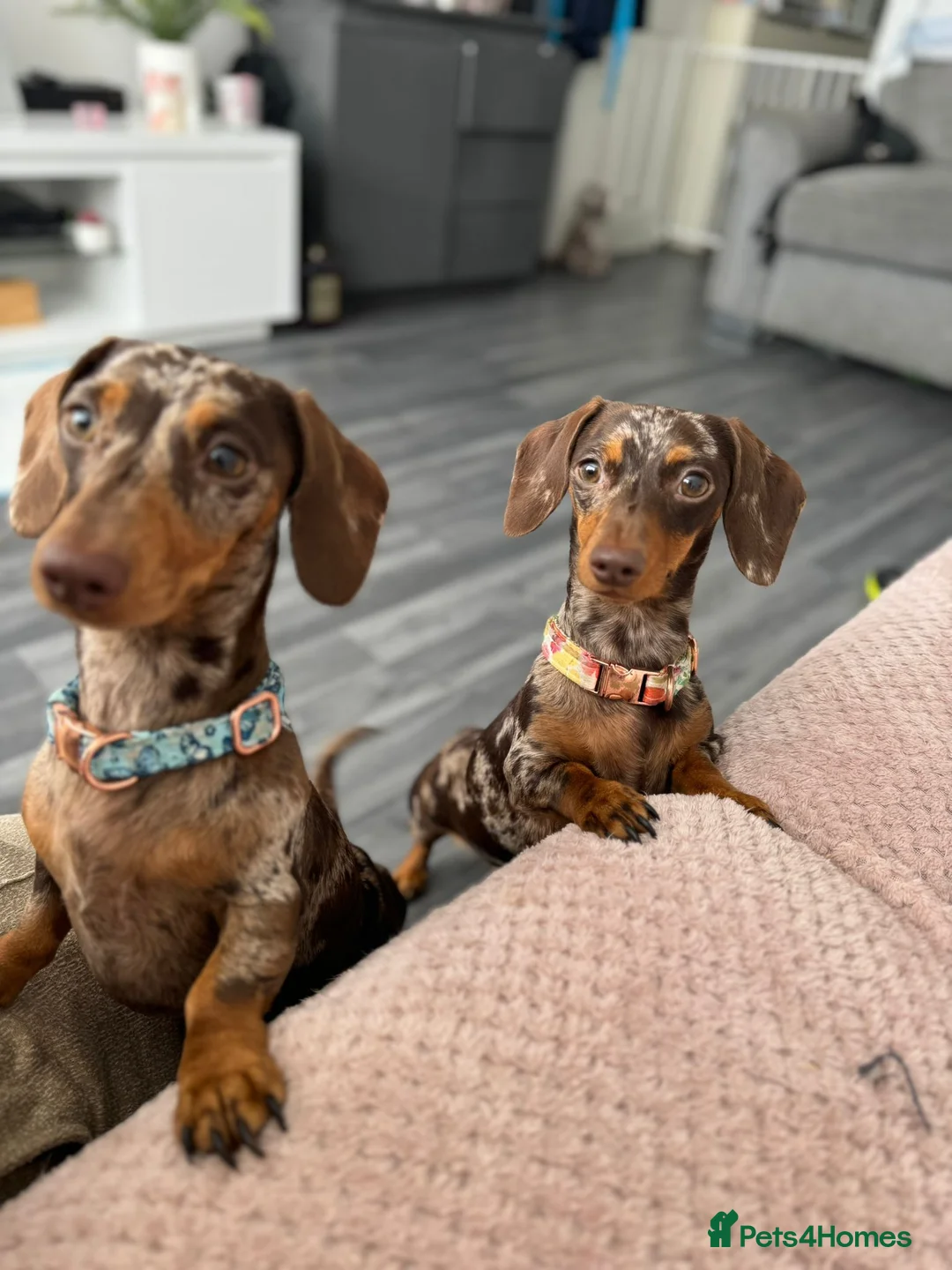 Miniature Dachshund dogs for sale: 2 Female sisters looking for new home  - Advert 1