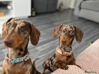 Miniature Dachshund dogs 2 Female sisters looking for new home - Advert 3
