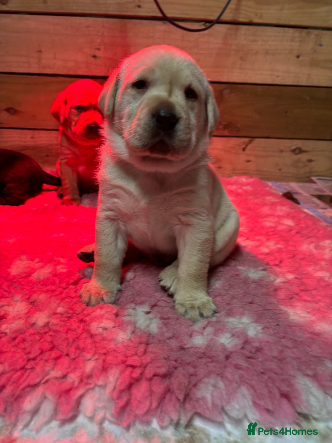 Labrador Retriever dogs for sale: Beautiful health tested Labrador puppies  - Advert 3