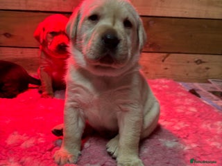 Labrador Retriever dogs Beautiful health tested Labrador puppies - Advert 15