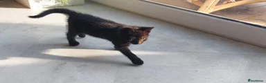 Mixed Breed Kitten 3