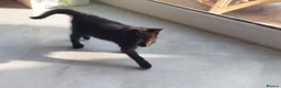 Mixed Breed cats for sale: Adorable Playful Kittens Looking for Home 🐾 - Advert 2