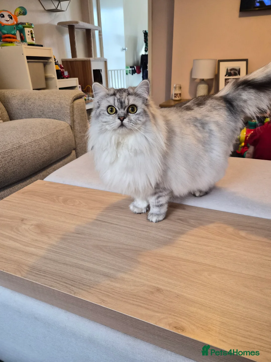 Persian cats for sale: Gorgeous Chincilla Perian kitten 😻 - Advert 6