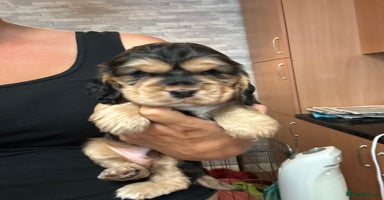 Cocker Spaniel dogs - Advert 15