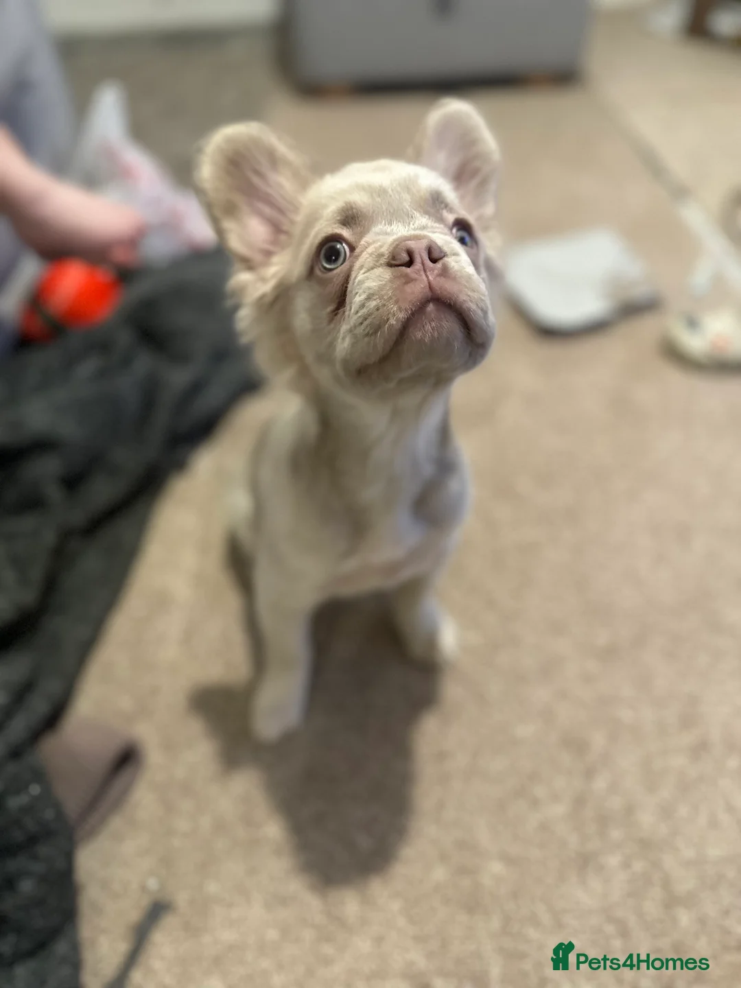 French Bulldog dogs for sale: Fluffy frenchie  in Redditch - Advert 2