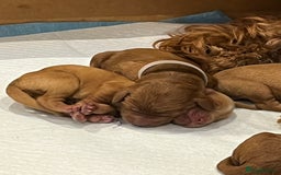 Cockapoo dogs for sale: Cockapoo Puppies, Ready for New Homes End of Sept - Image 5