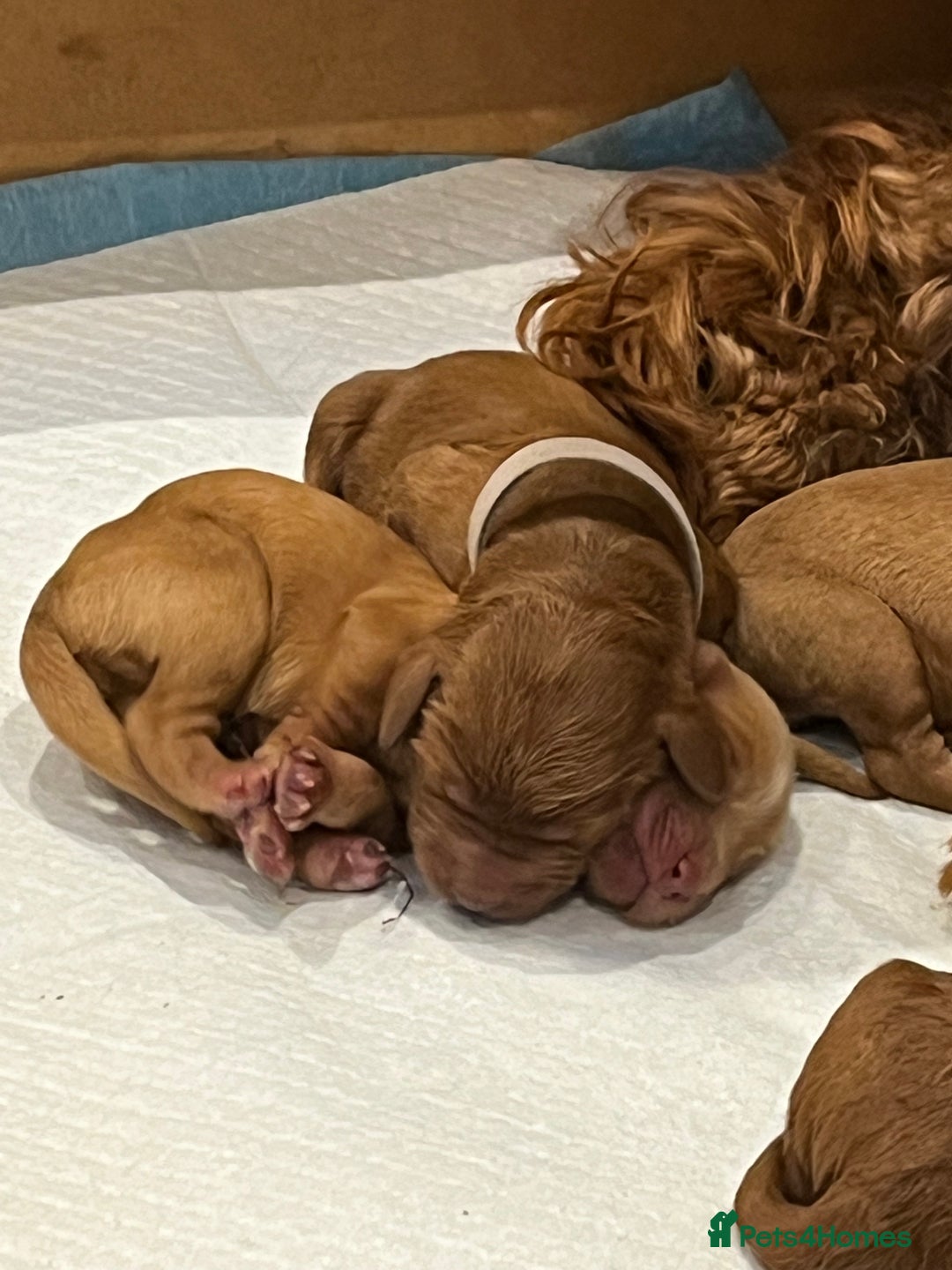 Cockapoo dogs for sale: Cockapoo Puppies, Ready for New Homes End of Sept - Image 5