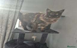 Maine Coon cats for stud: Tica Active Registered Black Smoke MaineCoon Stud in Heckmondwike - Image 6