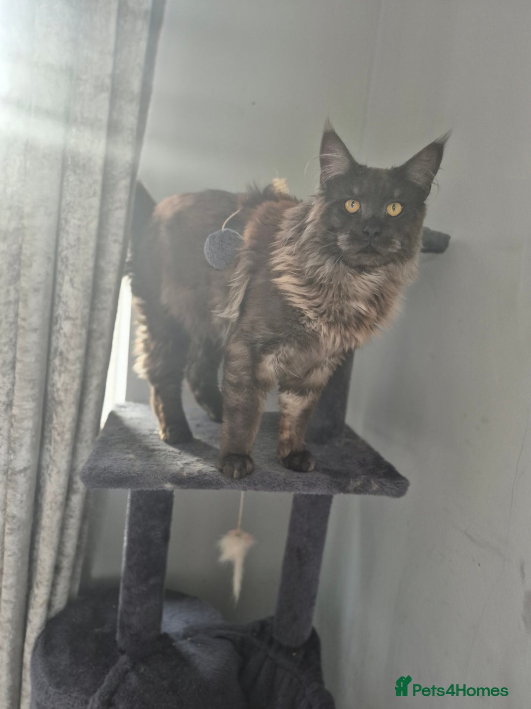 Maine Coon cats for stud: Tica Active Registered Black Smoke MaineCoon Stud in Heckmondwike - Image 6