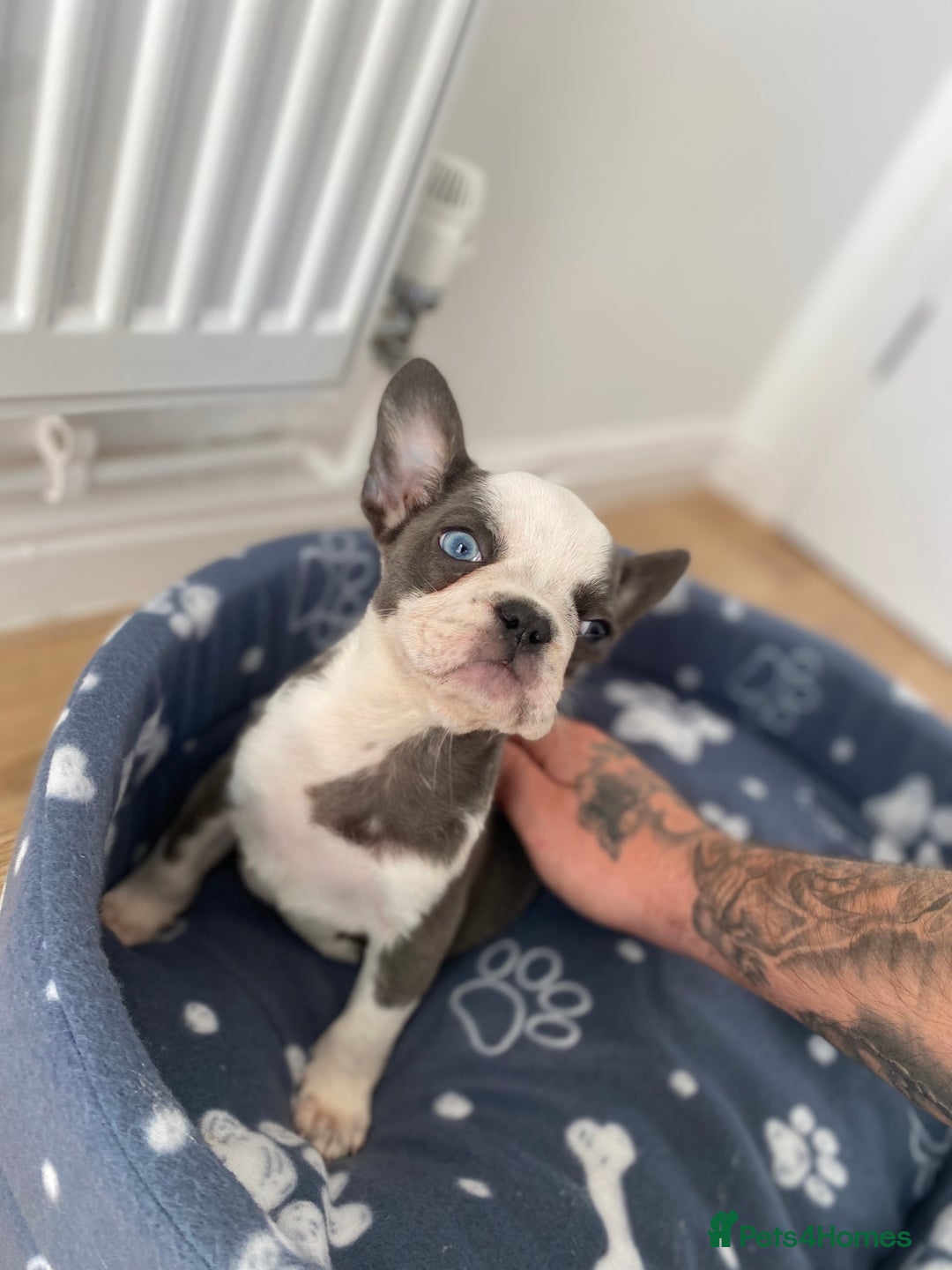 French Bulldog dogs for sale: French Bulldog (Blu) - Image 13