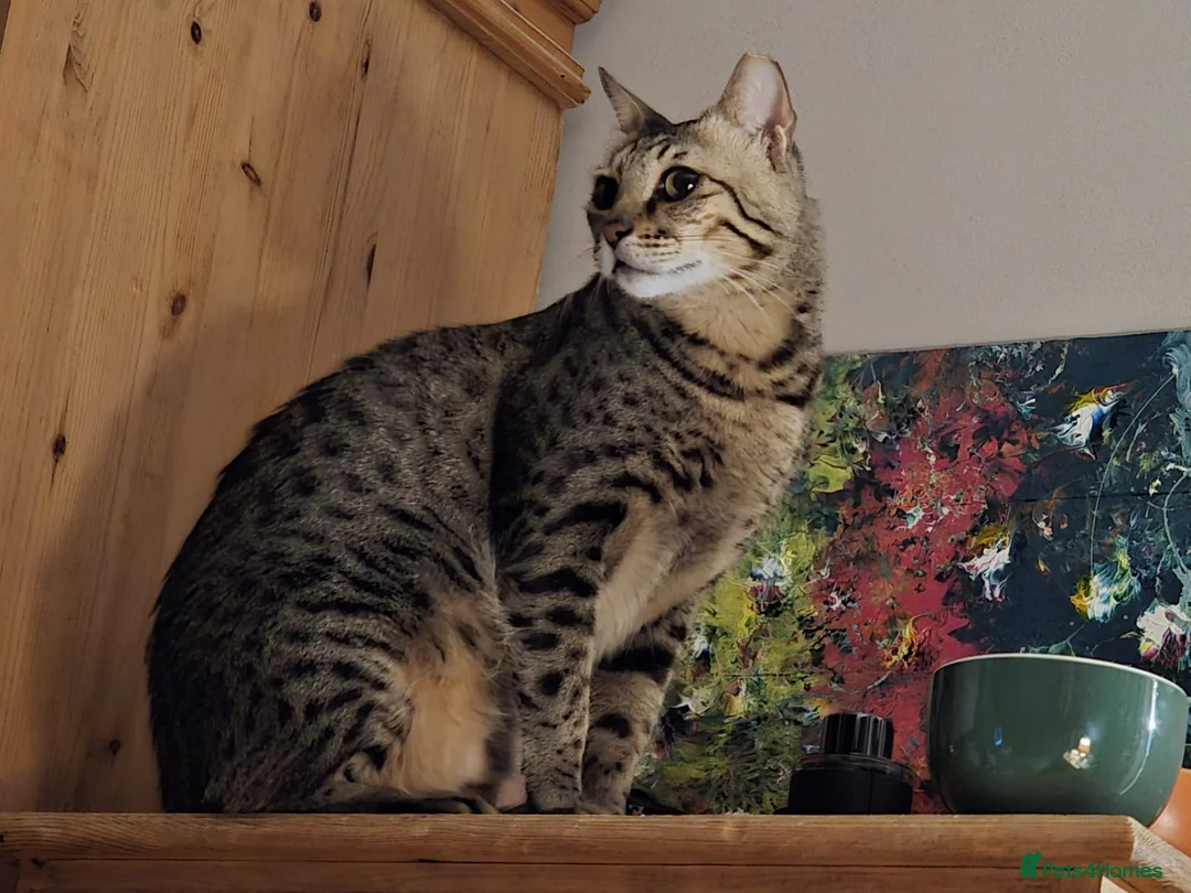 Mixed Breed cats for adoption: Gorgeous Rescue Boy Rango  - Advert 2