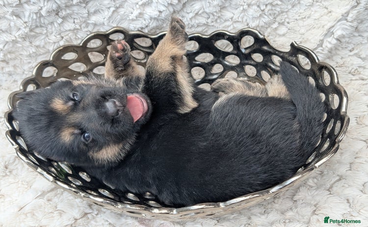 German Shepherd dogs - Advert 1