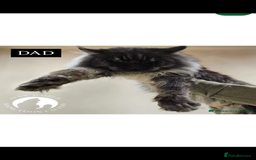 Maine Coon cats for sale: Russian XL maine coons looking HOME!❤️❤️❤️ - Image 2