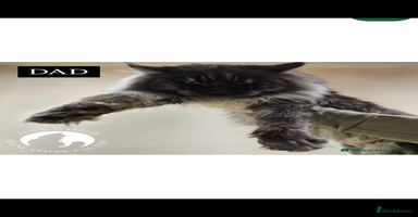 Maine Coon cats - Advert 3