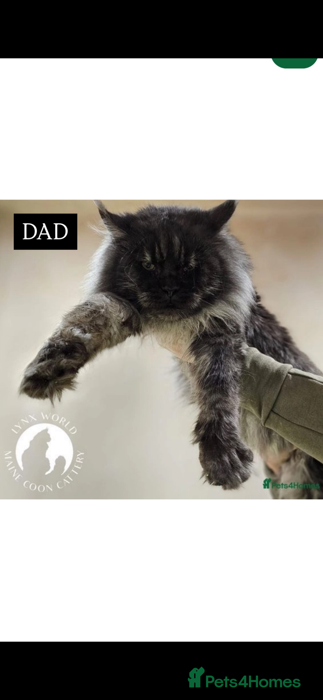 Maine Coon cats for sale: Russian XL maine coons looking HOME!❤️❤️❤️ - Image 2