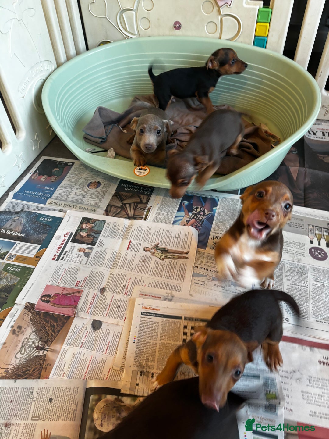 Jack Russell dogs for sale: Beautiful miniature pure Jack Russell’s  - Advert 19