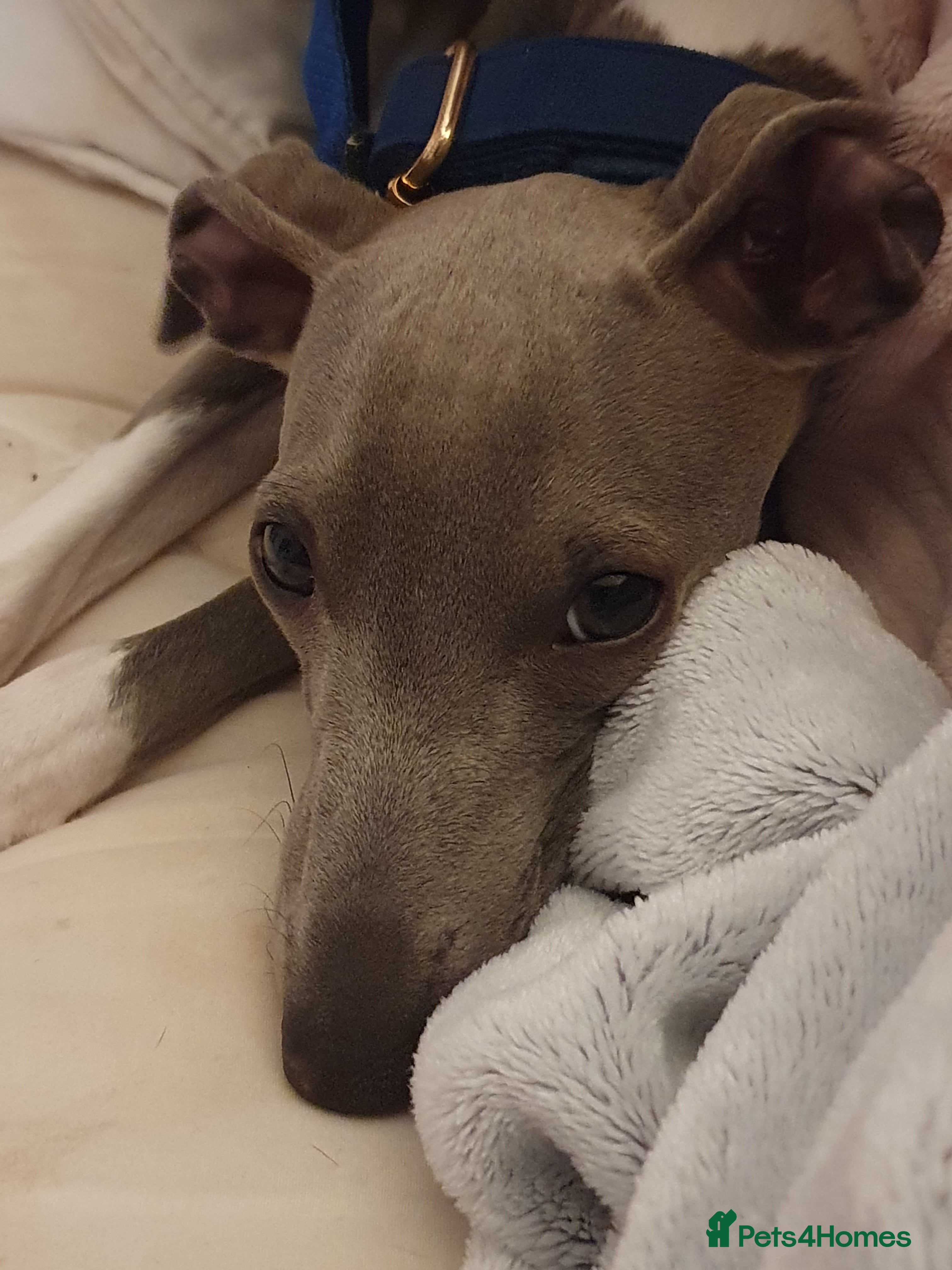 Italian Greyhound dogs Blue boy italian greyhound 7 months old - Advert 1