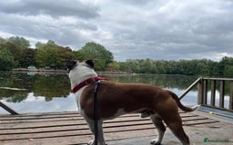 Staffordshire Bull Terrier dogs for stud: For stud FREE - Image 6