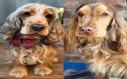 Cocker Spaniel dogs for sale: KC show sable cocker spaniels - Image 14