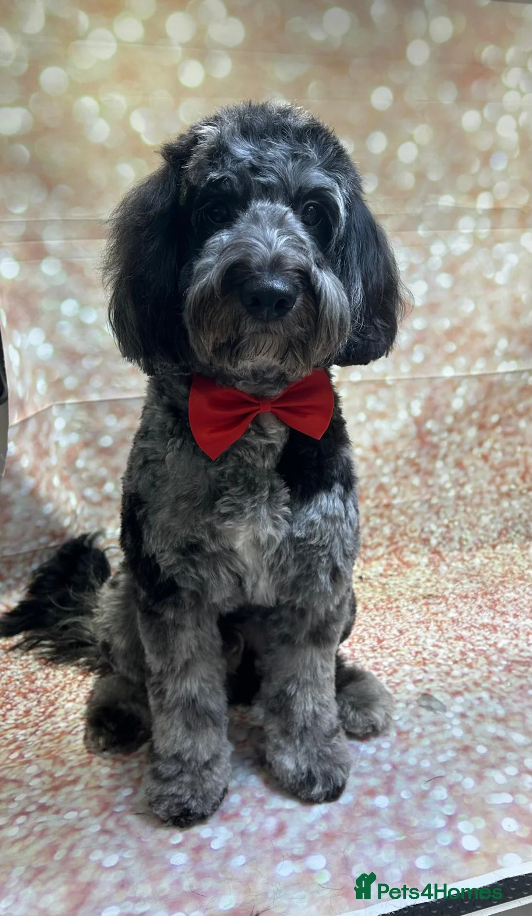 Cockapoo dogs for stud: The Stud  - Advert 1