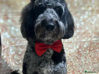 Cockapoo dogs Stud cockapoo - Advert 3