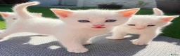 Mixed Breed cats for sale: 4 beautiful white mixed breed 7 week old kittens  in Dudley - Advert 3