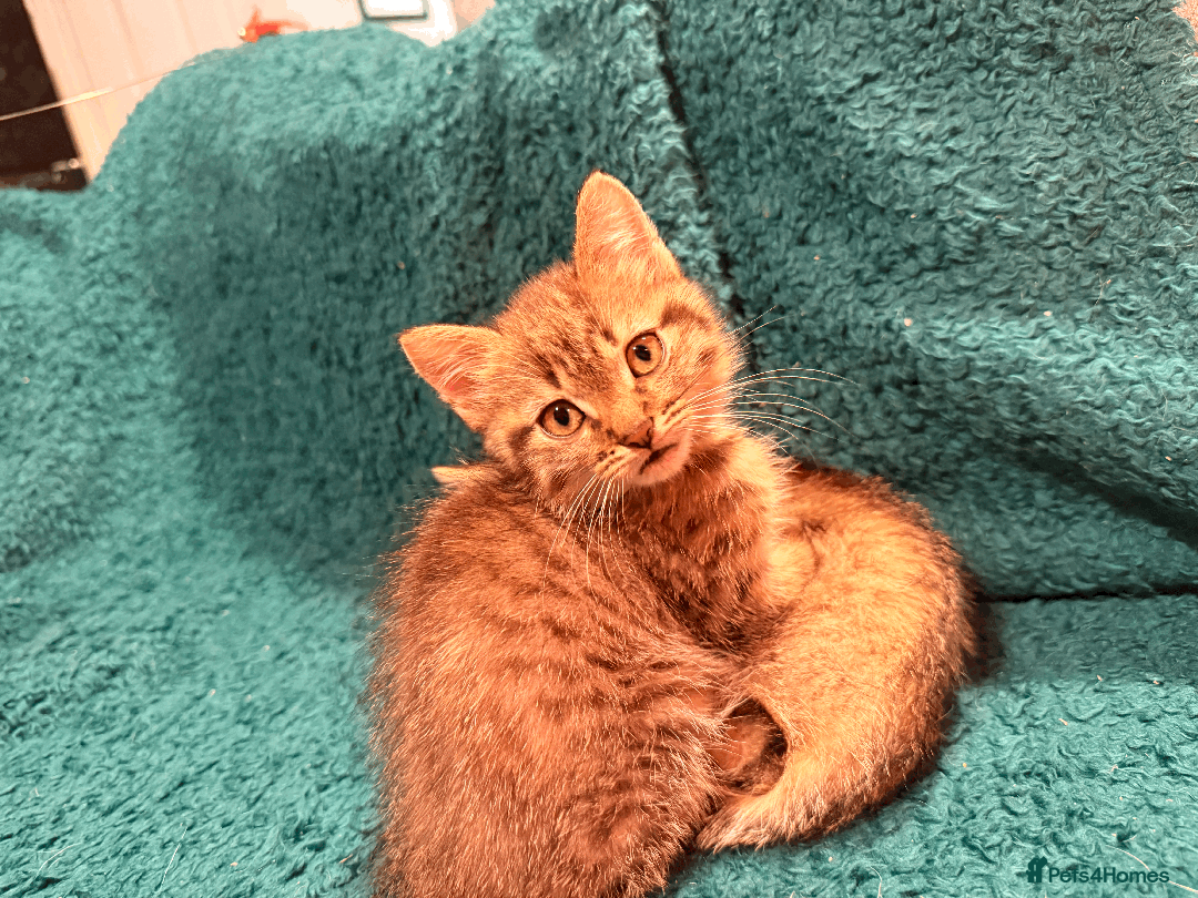 Mixed Breed cats for sale: 2 left - 4wks free insurance -himalayan x bengal - Image 13