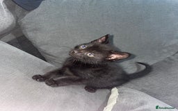 Mixed Breed cats for sale: I have 6 beautiful kittens  - Image 6