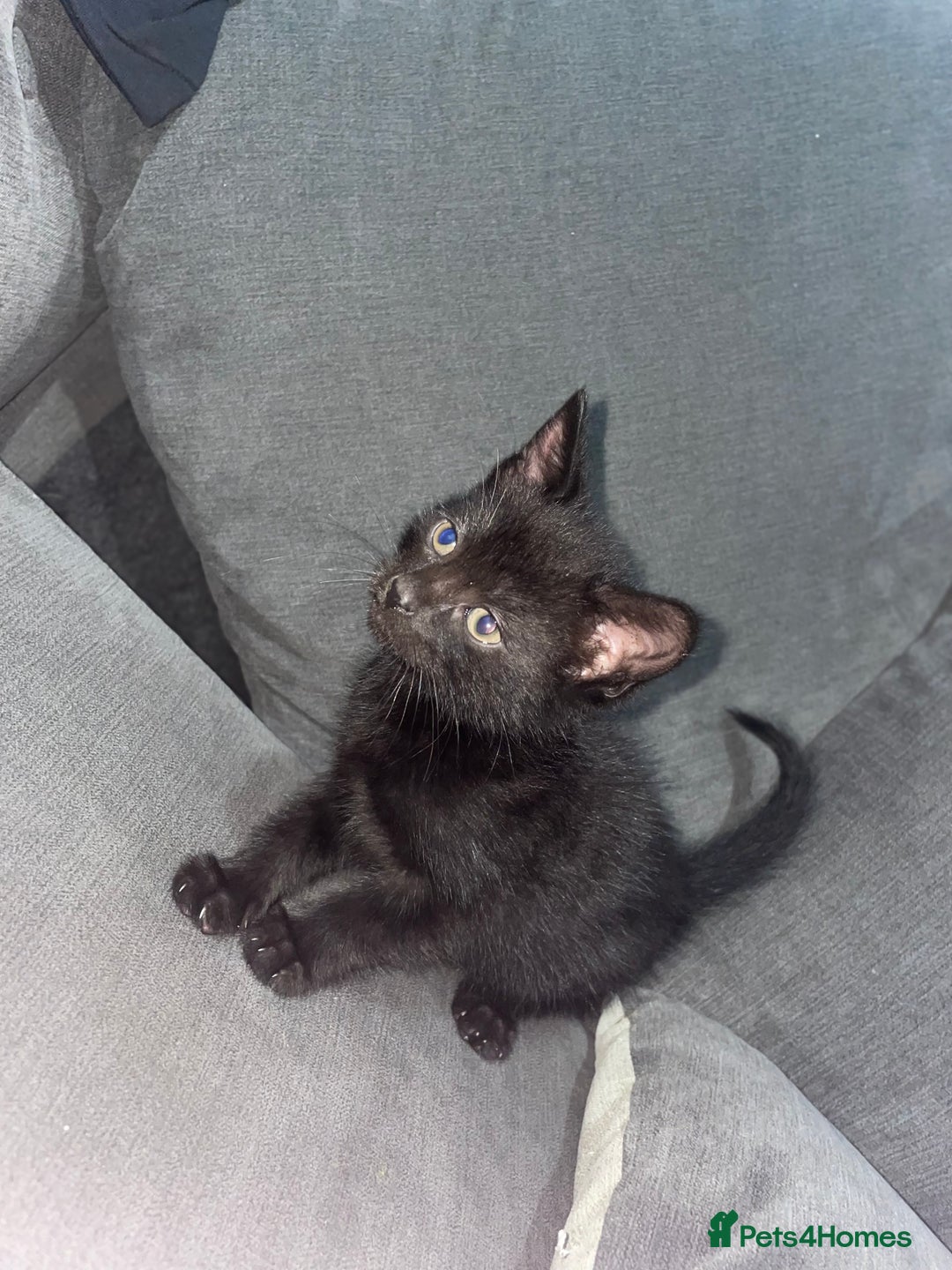 Mixed Breed cats for sale: I have 6 beautiful kittens  - Image 6