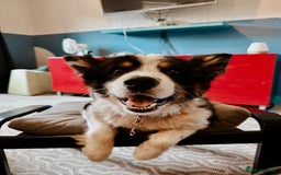 Border Collie dogs for sale: Bam & Flo - Image 1