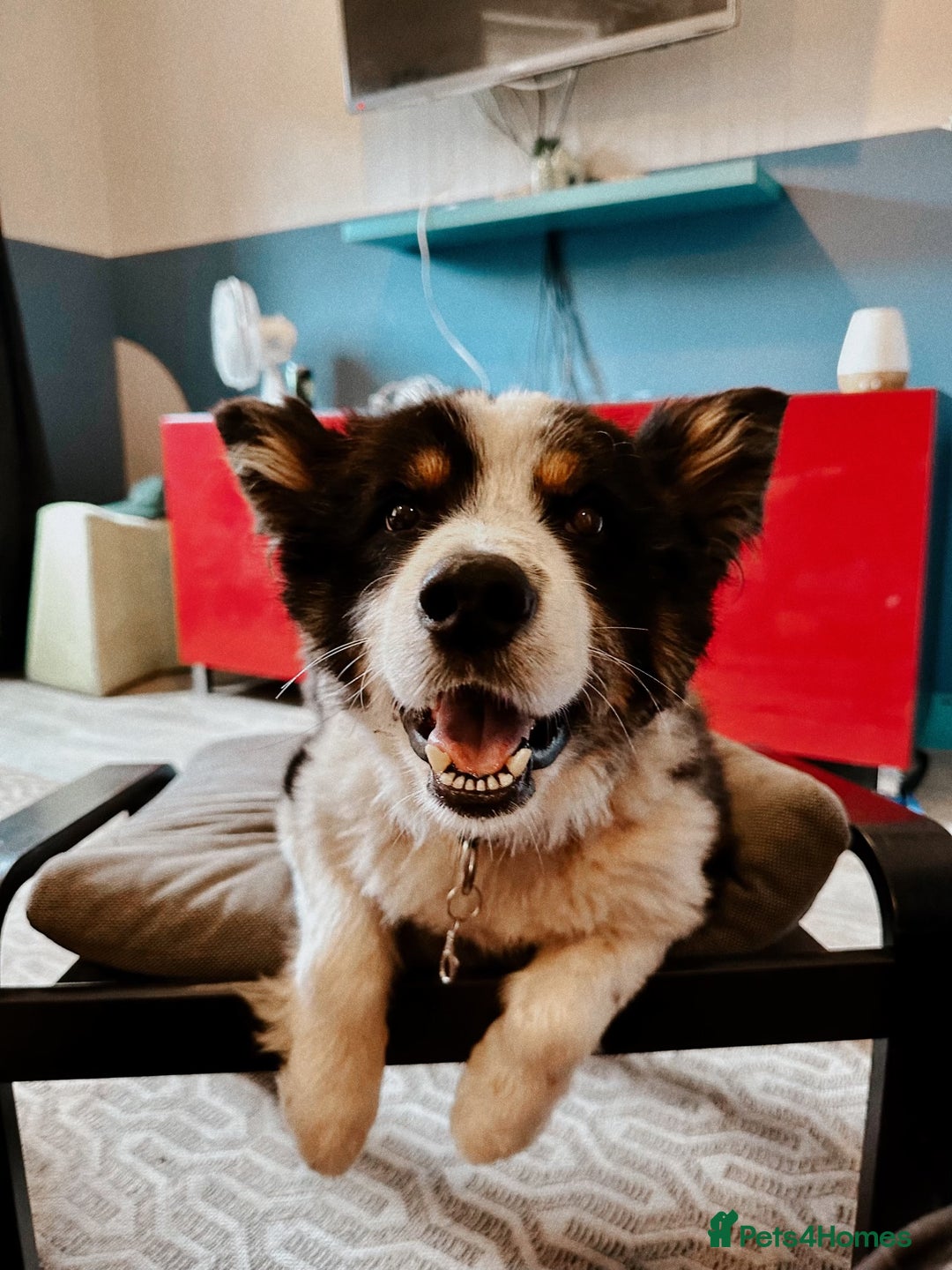 Border Collie dogs for sale: Bam & Flo - Image 1