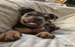 Mixed Breed dogs for sale: Lovely chilli, needs a new home 💔 - Image 4