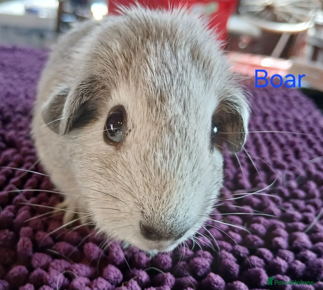 Guinea Pig rodents for sale: Silver and white Rex bred Boar and Sows - Advert 2