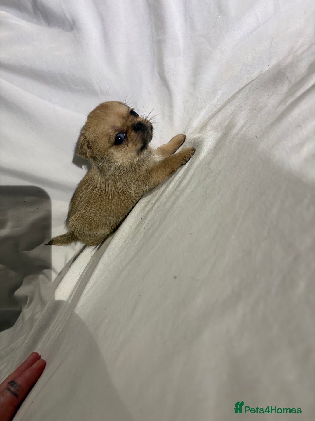 Griffon Bruxellois dogs for sale: Brussels griffons  - Advert 18