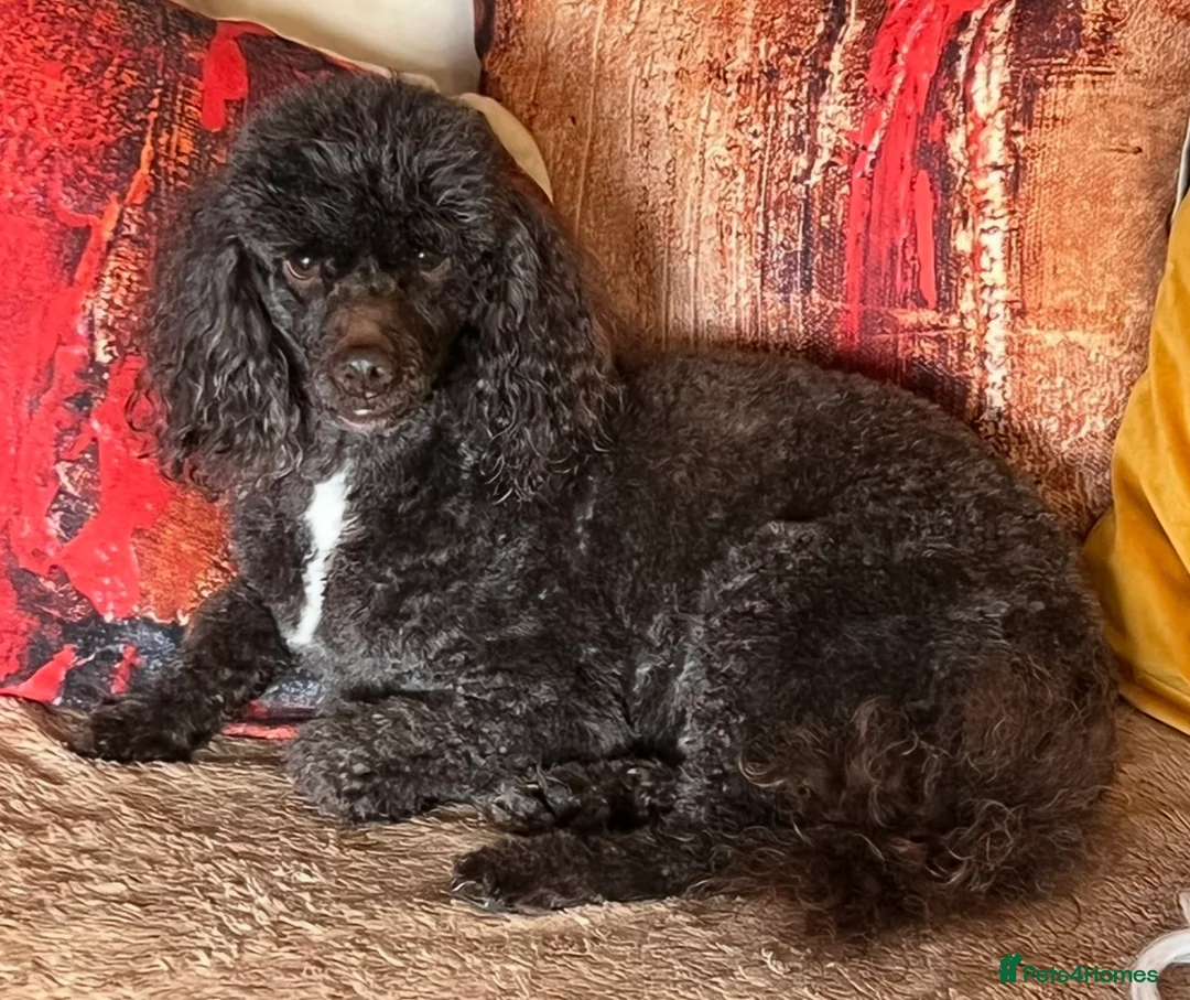 Miniature Poodle dogs for stud: Miniture Poodle for stud - SHORT NOTICE AVAILABLE in Coalville - Advert 5