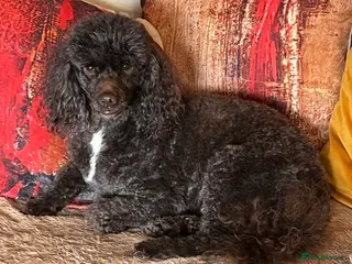 Miniature Poodle dogs Miniture Poodle for stud - SHORT NOTICE AVAILABLE - Advert 5