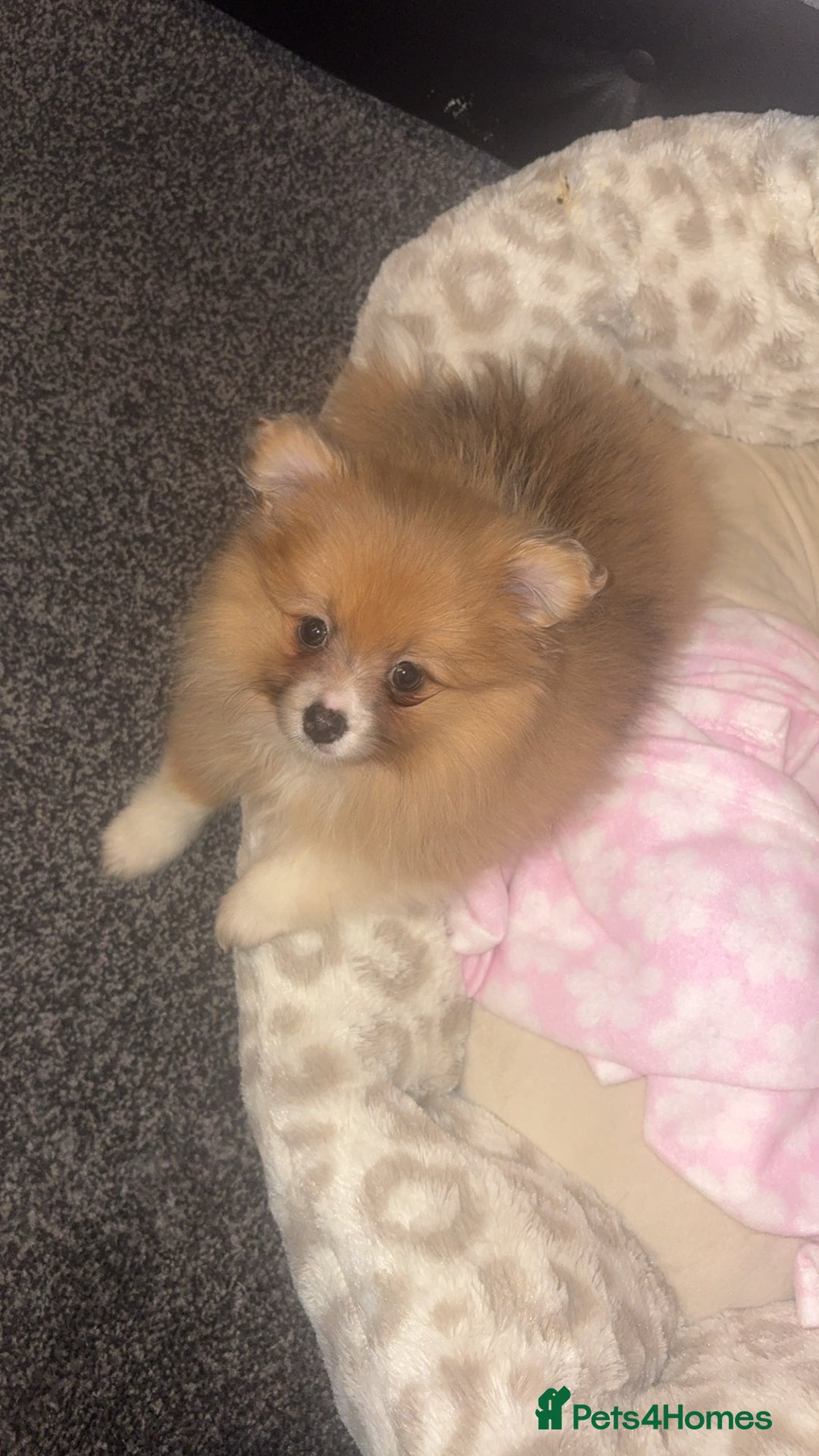 Pomeranian dogs for sale: beautiful 10 week old female Pomeranian puppy🤎 - Advert 5