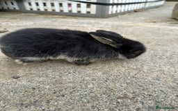 Mini Lop rabbits for sale: Pedigree mini Lops - Image 3