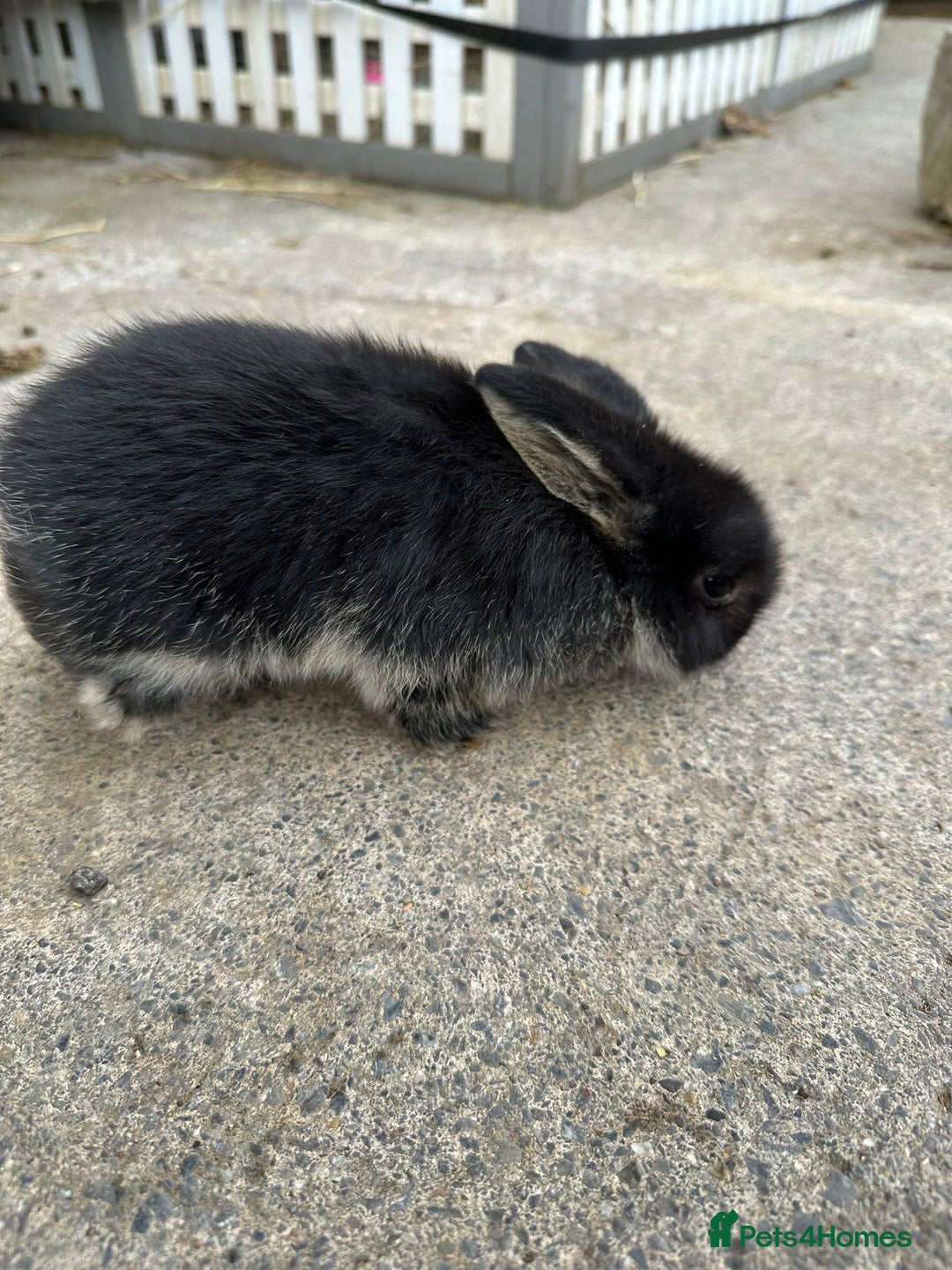 Mini Lop rabbits for sale: Pedigree mini Lops - Image 3