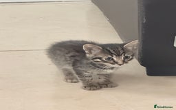 Bengal cats for sale: Cute bengal kittens for sale  - Image 3